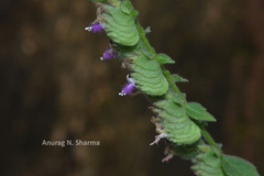 Pogostemon paniculatus